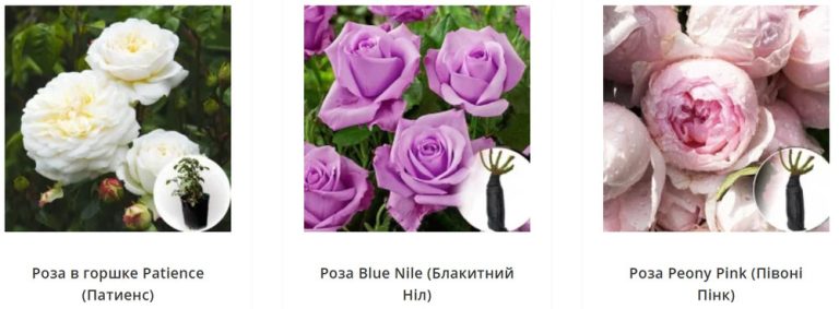 Первый розарий без ошибок: саженцы роз от Matla Flowers