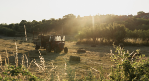 Коли відзначають День працівників сільського господарства в Україні