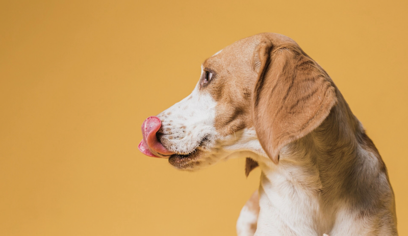 Чи можна собакам давати лохину: користь і шкода ягід