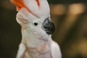 Якого роду слово “какаду” в українській мові: правила та приклади